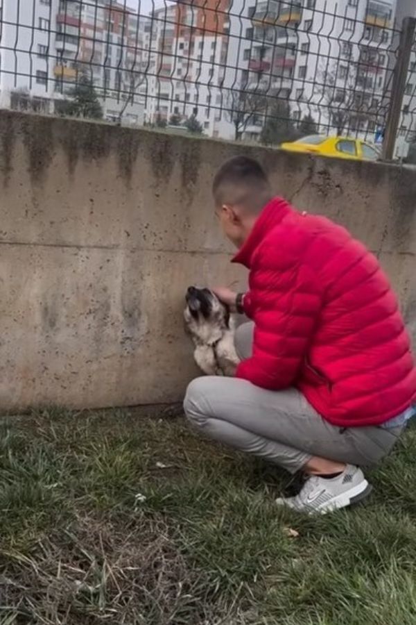 Fearful Crying Dog Abandoned By Owners And Tied To A Fence Learns What Happiness Looks Like