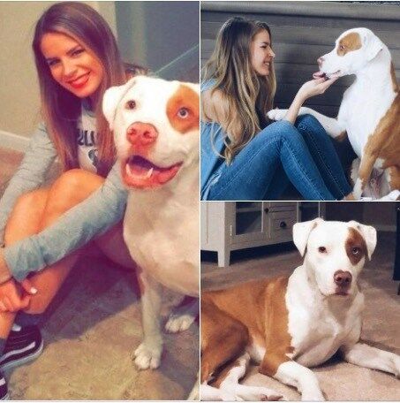 Dog dies suddenly after common mistake – now all dog owners being warned about hidden danger