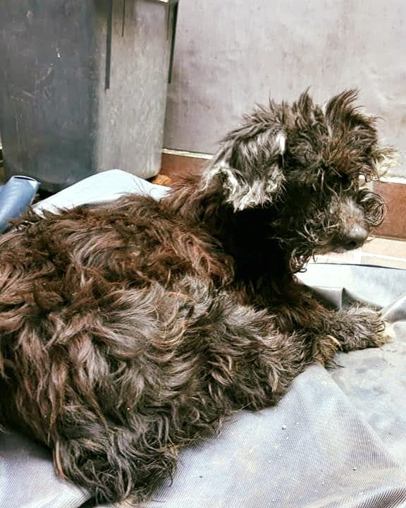 Heartless owners abandon dog — and glue her eyes shut so she can’t find her way home