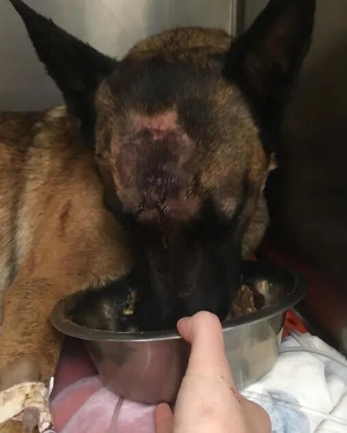 Belgian Malinois, Eva, Saves Her Hooman From A Mountain Lion Attack