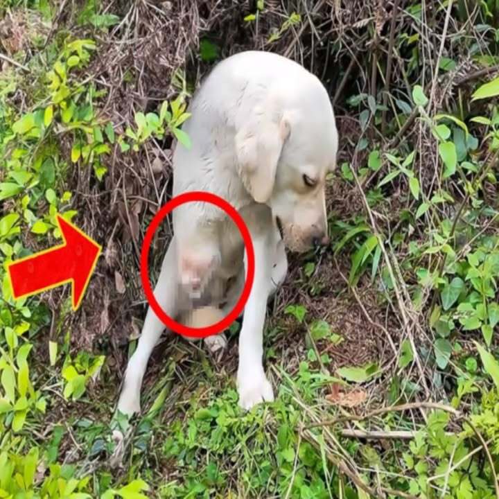 The Owner Cruelly Threw The Dog Into The Forest After It Lost A Leg