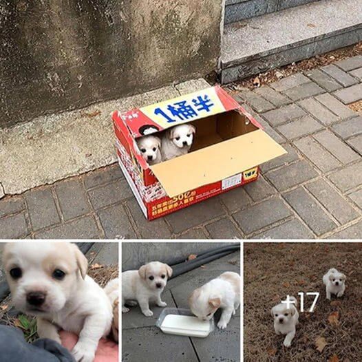 Abandoned puppies discovered on the street evoke feelings and motivate acts of compassion.