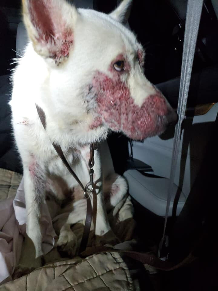 Rescue Dog with Skin Infection and Sepsis is Adopted and Grows a Beautiful Coat