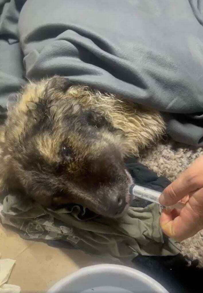 Sweet Dog Was Struggling In The Cold Before Somebody Noticed His Misfortune And Came To Help