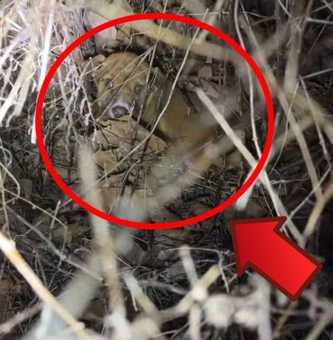 Truck Driver Takes Break In Missouri Park, Only To Discover Something Shocking In A Trash Can