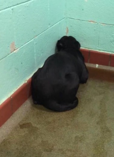 Dog refuses to move out of fear – then animal lover does the only right thing