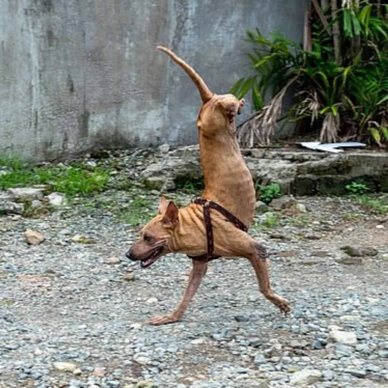 Thanks to Her Owner’s Dedication, a Two-Legged Dog Thrives and Inspires Many