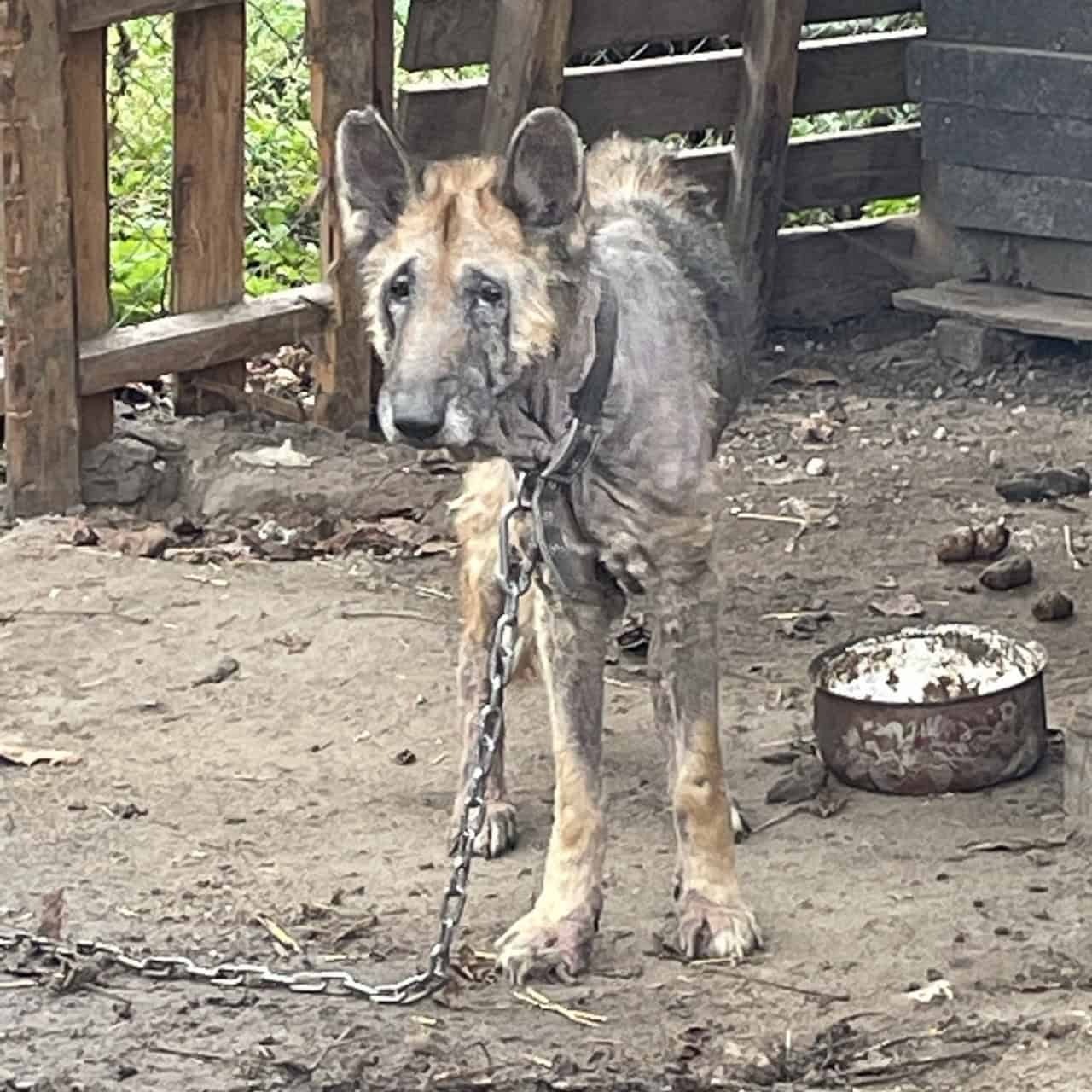 Abandoned Dog Finds Hope and Love Through Compassionate Rescue