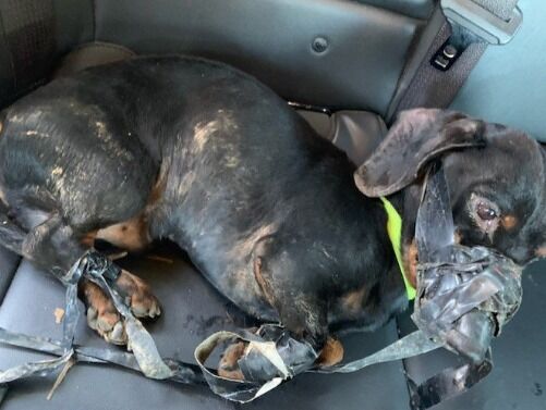 Dog Found In Ditch With Muzzle And Feet Bound With Electrical Tape