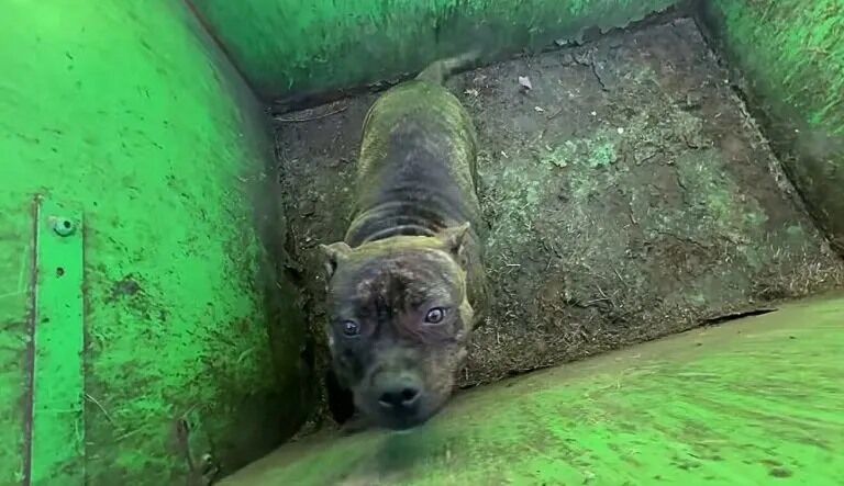 Rescuers Open A Dumpster Lid And Discover The Most Adorable Eyes Looking Back At Them