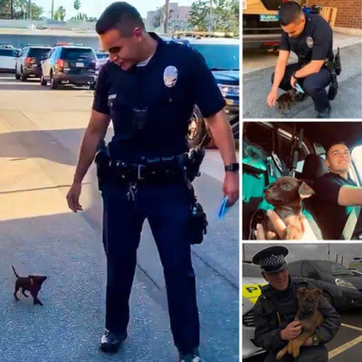 A stray dog trails behind a passing hiker, its weary eyes filled with longing as it silently hopes for kindness and a chance at a new beginning