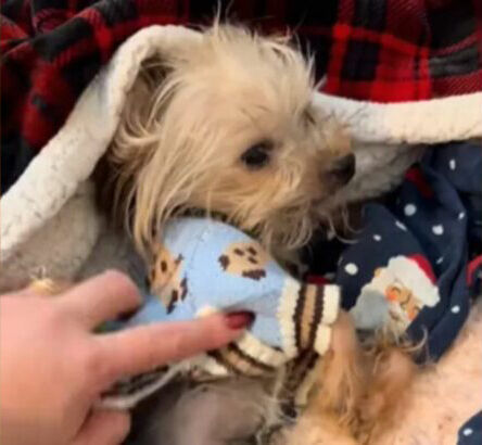 Woman From Pennsylvania Was Heartbroken By This Owner’s Request After She Surrendered Her Dog