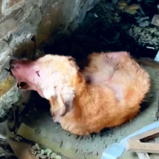 Bullied and Starving, a Dog Ate Bricks to Stay Alive