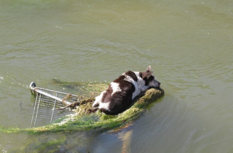 Shock As Dog Stuck On Shopping Cart In Arizona Canal Tries To Stay Afloat, Hoping For Help
