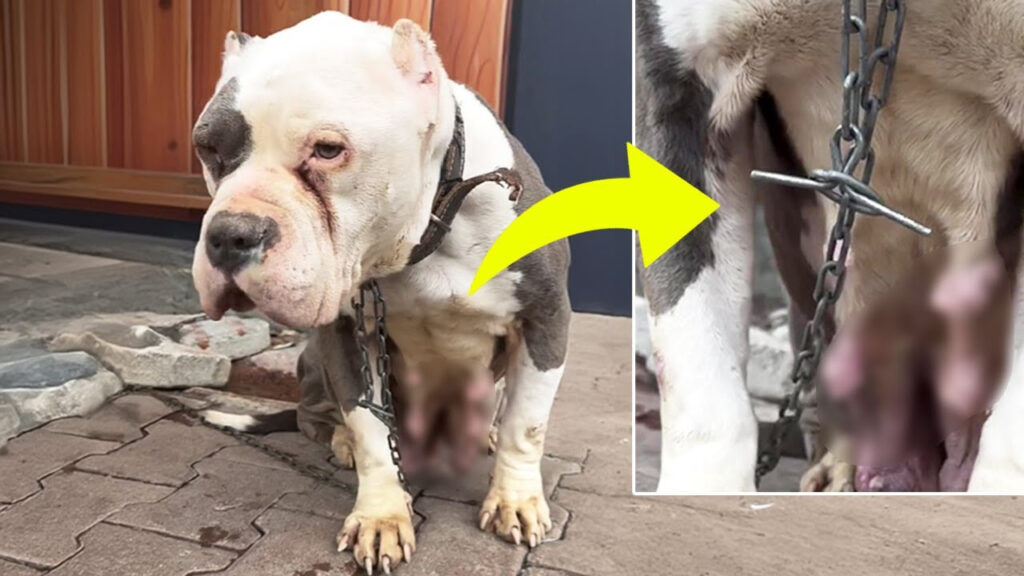 Chained Her Whole Life, This Dog Trembled as She Begged for Freedom