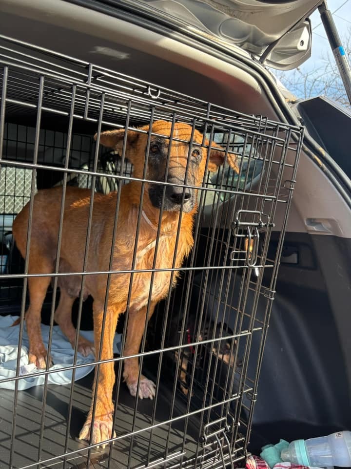 Sad Texas Puppy Who Was Put On A Euthanasia List Was Crying For Mom And Then A Miracle Happened