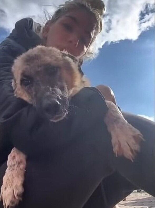 Fearful Crying Dog Abandoned By Owners And Tied To A Fence Learns What Happiness Looks Like