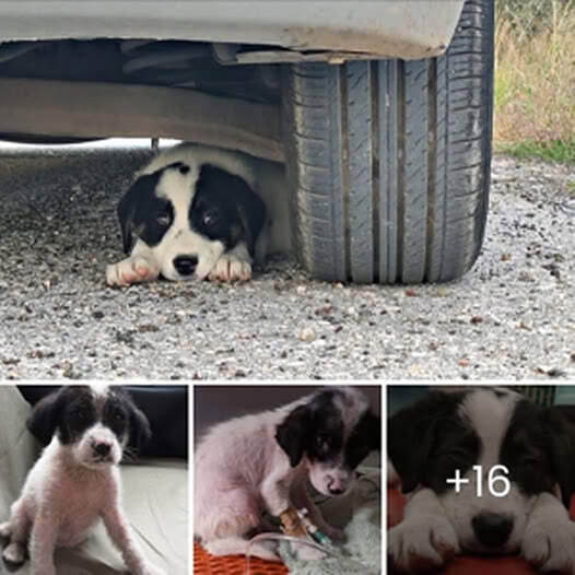 A ray of hope! A stray dog chases a car in search of rescue and finds a second chance that will change its life