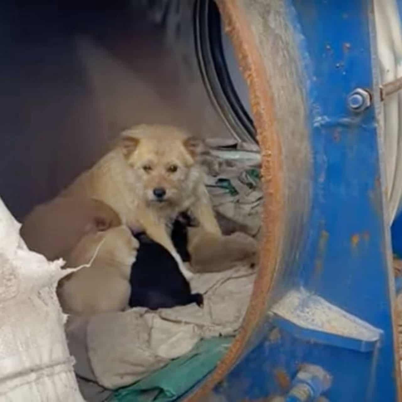 A Stray Dog’s Unlikely Family: Love Knows No Bounds