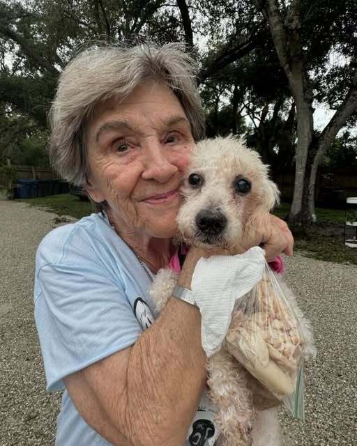 Mistreated Deaf Poodle Used As A Breeding Dog Was Euthanasia-Listed Until Rescuers Showed Up