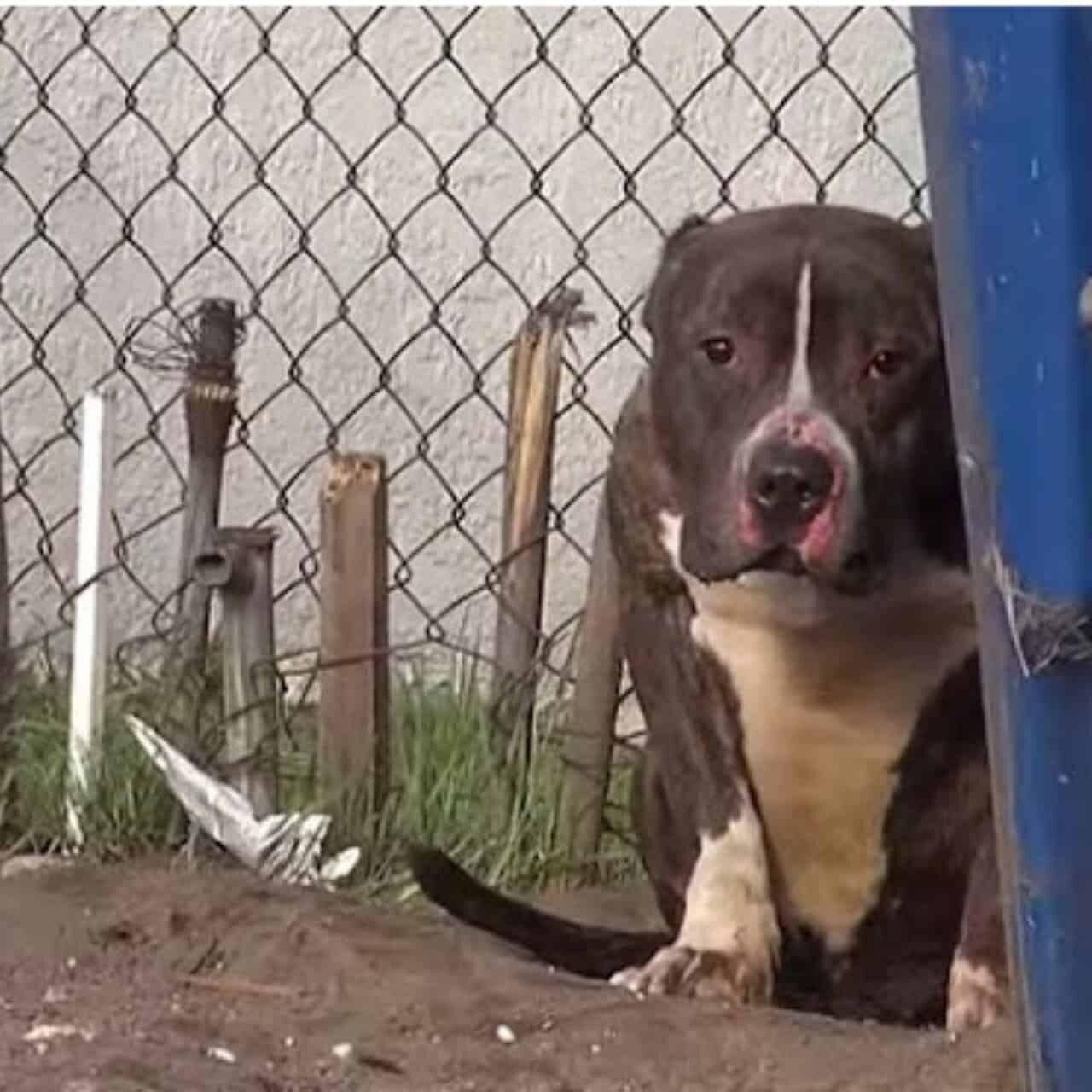 Buddha’s Journey: From Fear to Love After Facing Cruelty