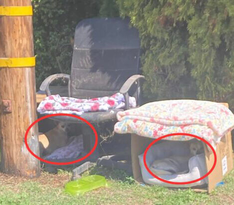 Pregnant Dog And Her Pup Found Living In Small Boxes Just Before The Big Storm In California