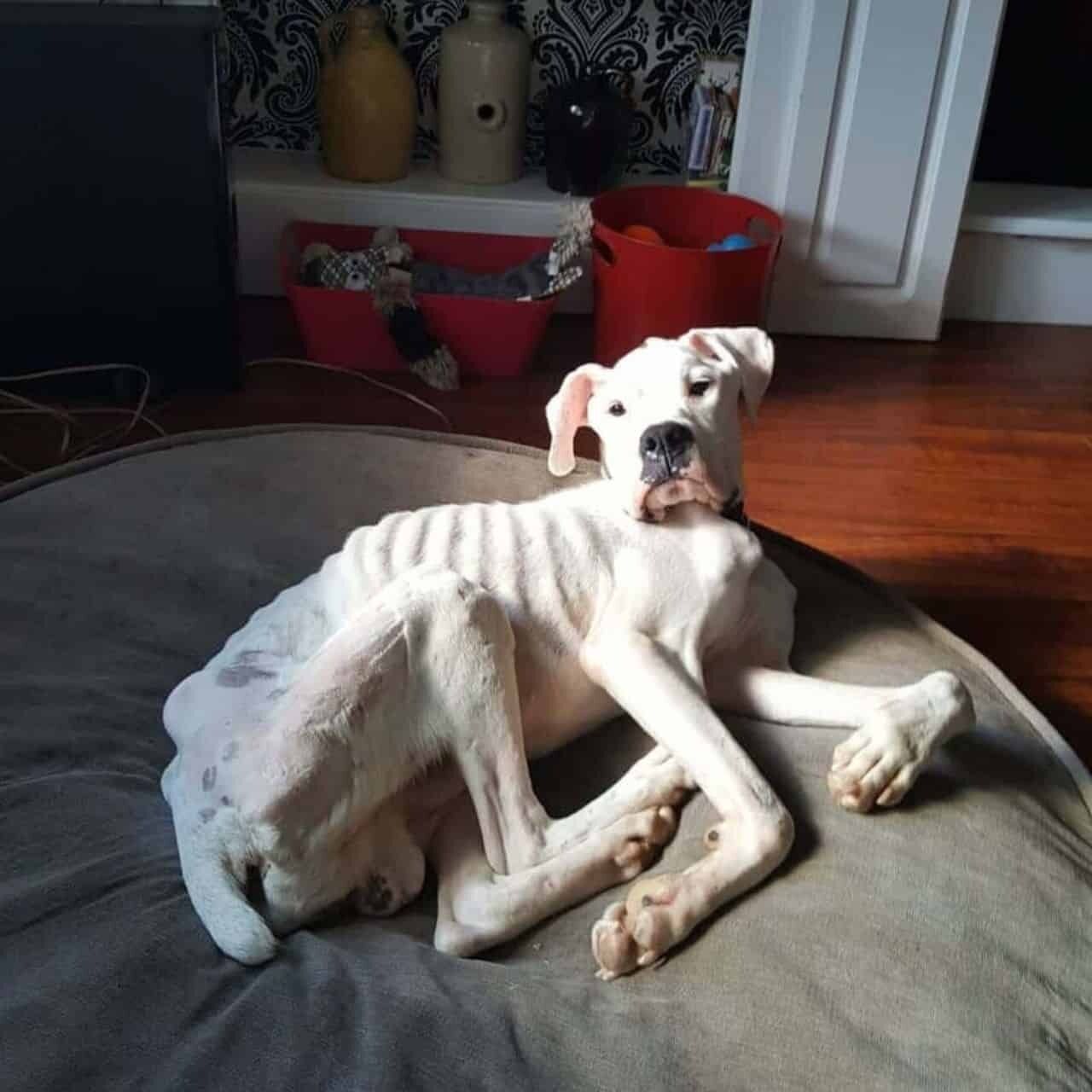 A Stray Dog’s Journey: From the Woods to a Loving Home