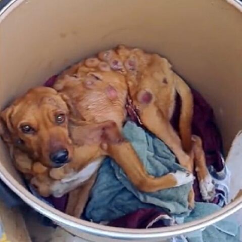 The poignant journey of a forsaken dog grappling with cancer, evoking torrents of tears through trials and triumphs