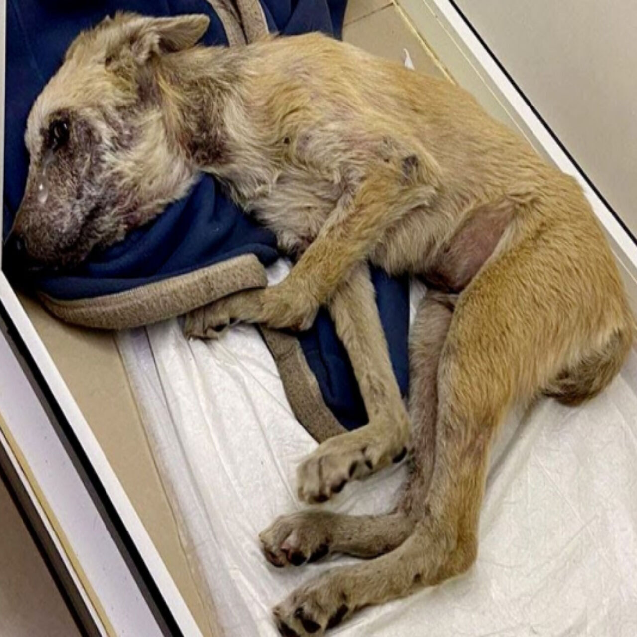 From Desperation to Joy: Zippo’s Journey to a New Life