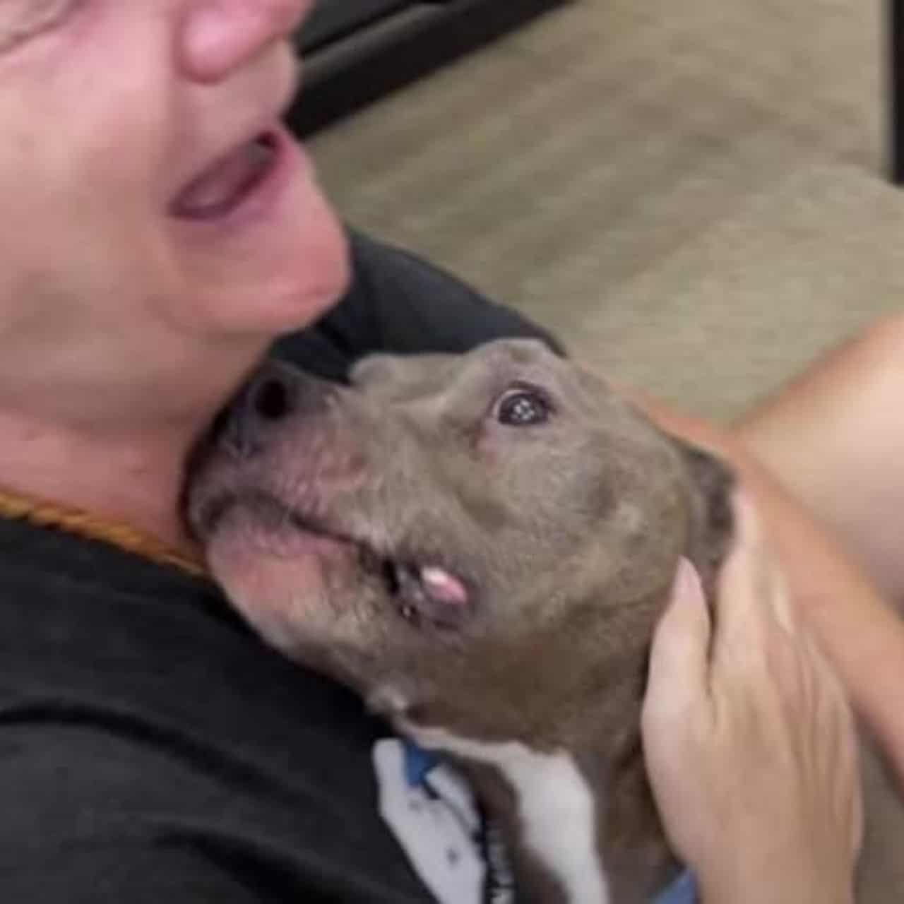 The Heartwarming Reunion: Pit Bull Missing for Eight Years Returns Home