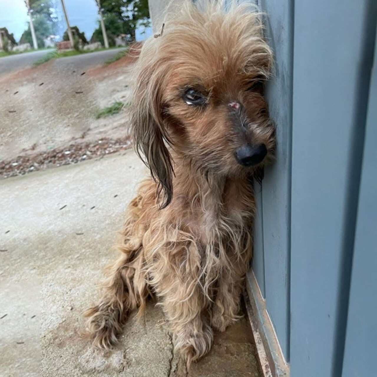 From Neglect to Love: Mila’s Heartwarming Rescue and Transformation