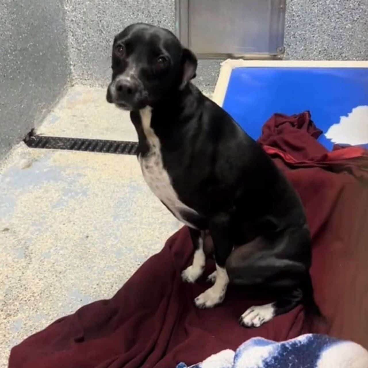 Echo’s Journey: A Playful Pup in Search of a Loving Home