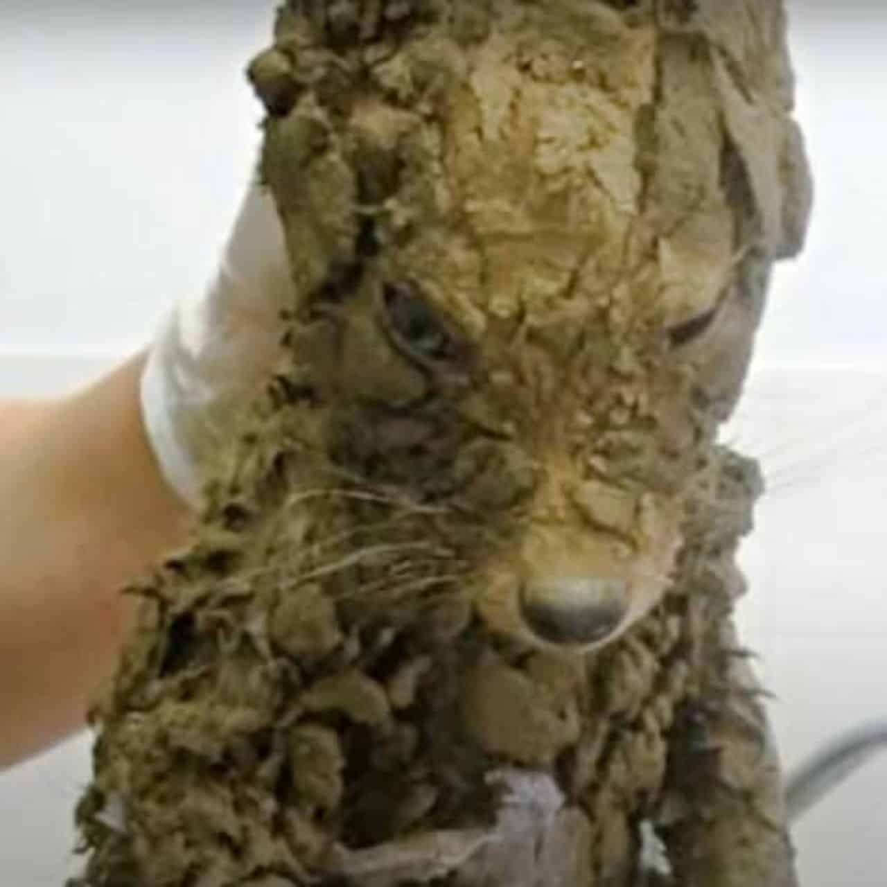 Construction Workers Make Unexpected Discovery: A Heartwarming Rescue