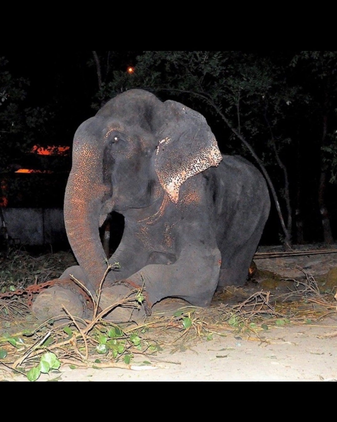 “Raju’s Tears: The Elephant Who Cried When the Chains Fell”.