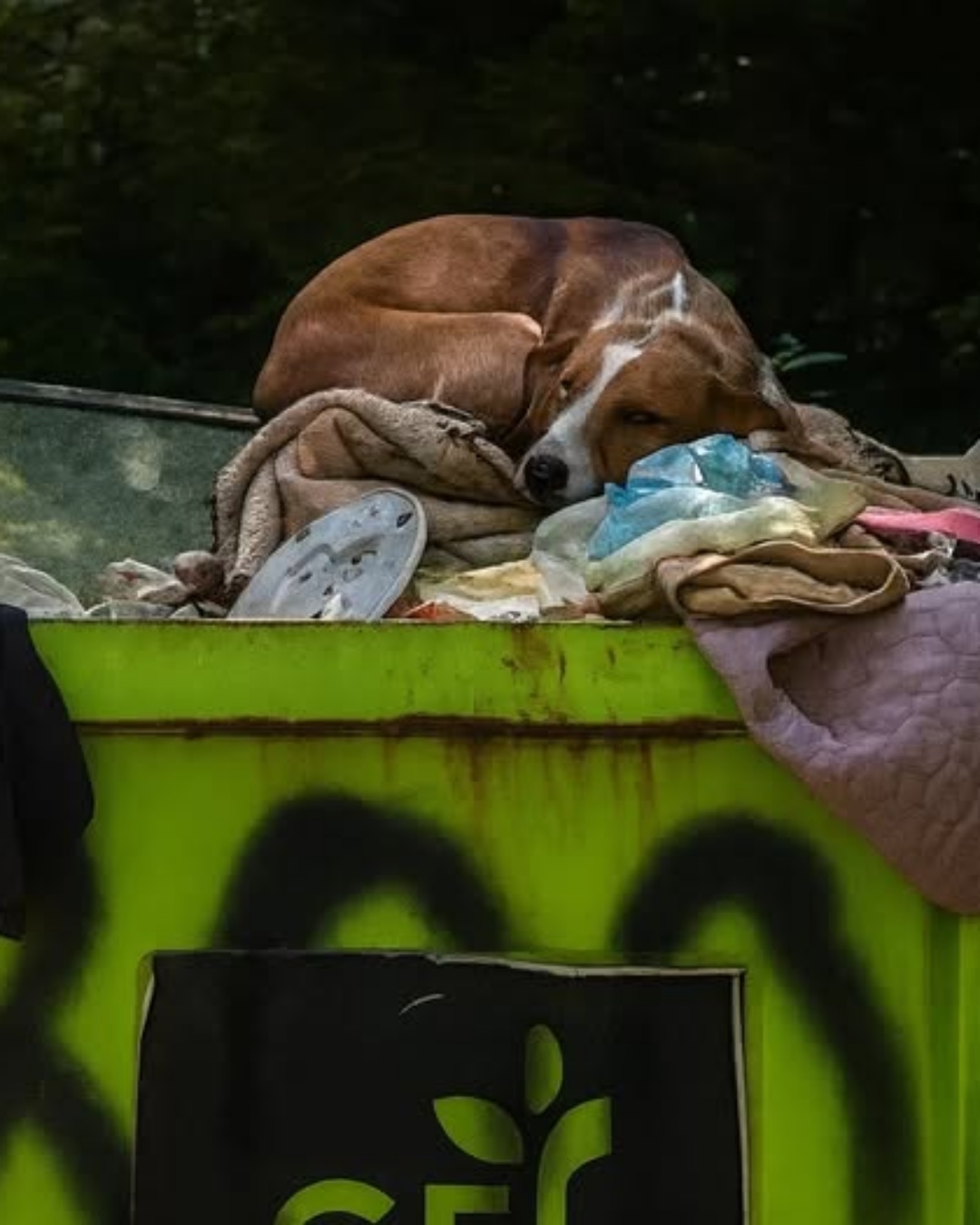 Sydney: Dumped Like Trash, Still Hoping for Love.