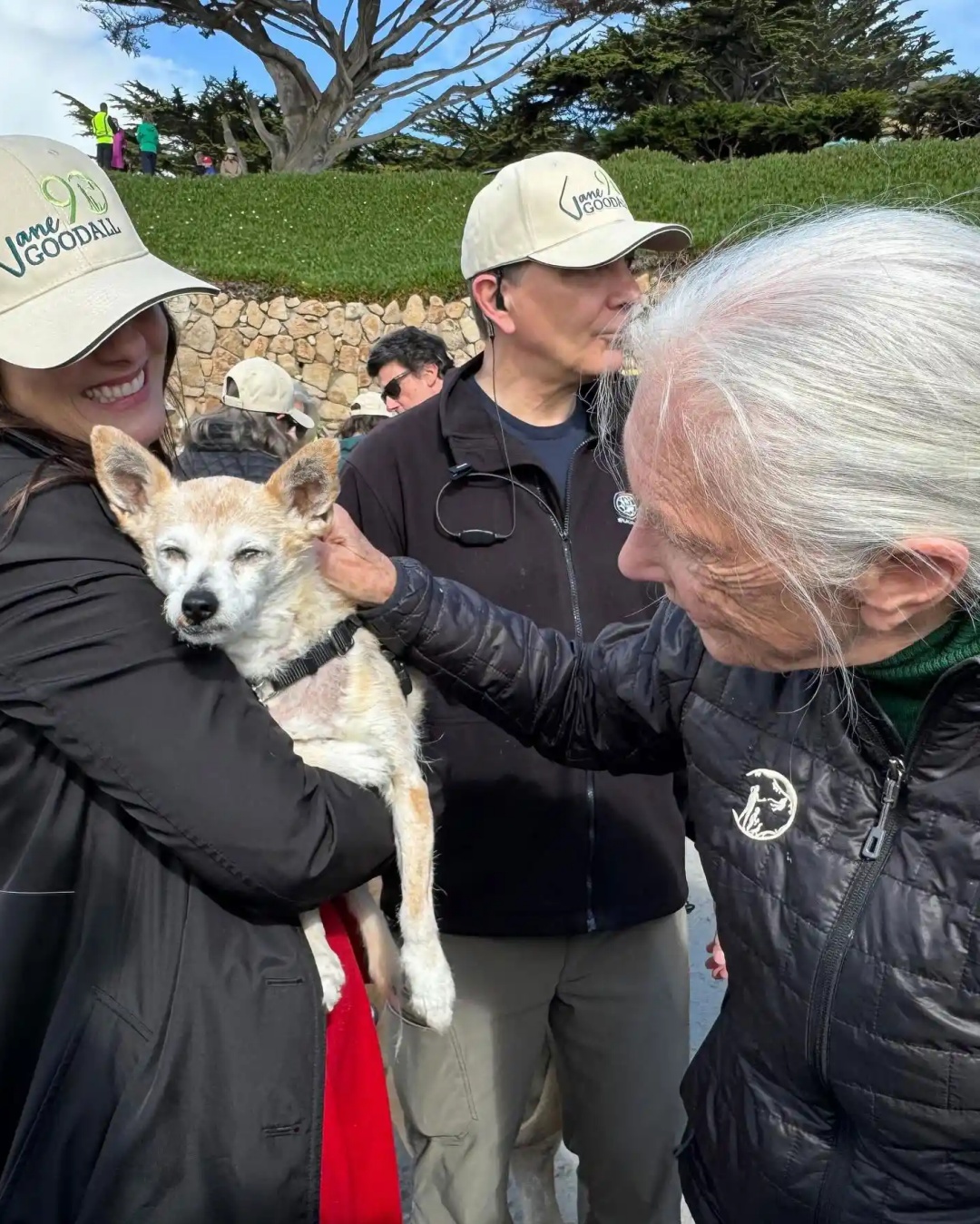 “Jane Goodall’s Heartwarming Birthday with 90 Dogs”.