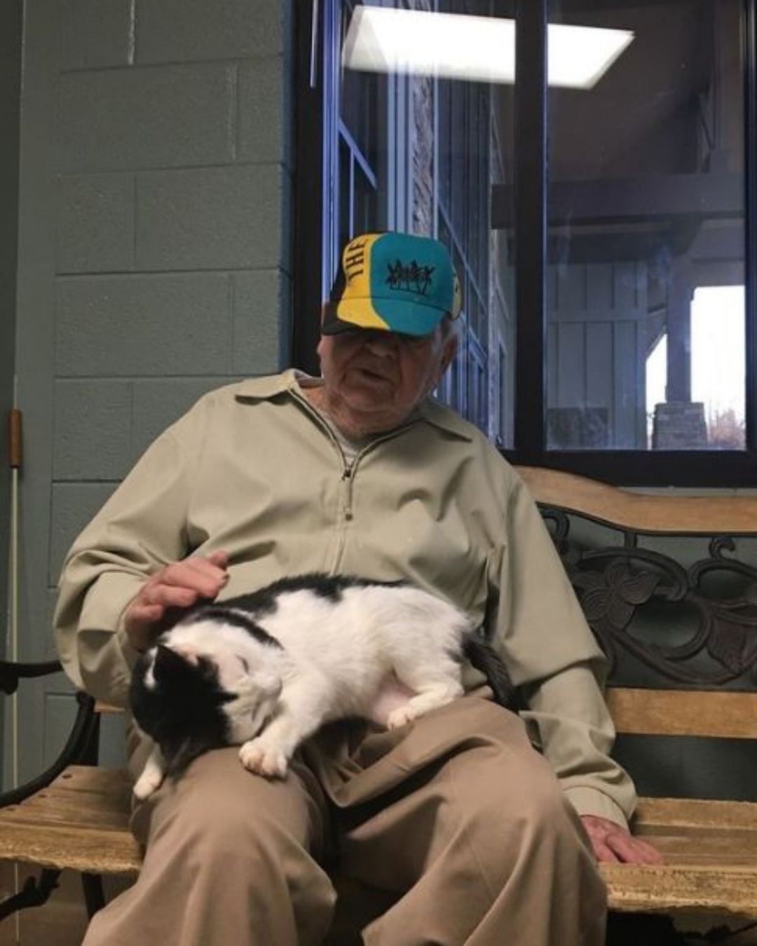 “My Boy, Always Waiting” — The Cat Who Never Forgot.