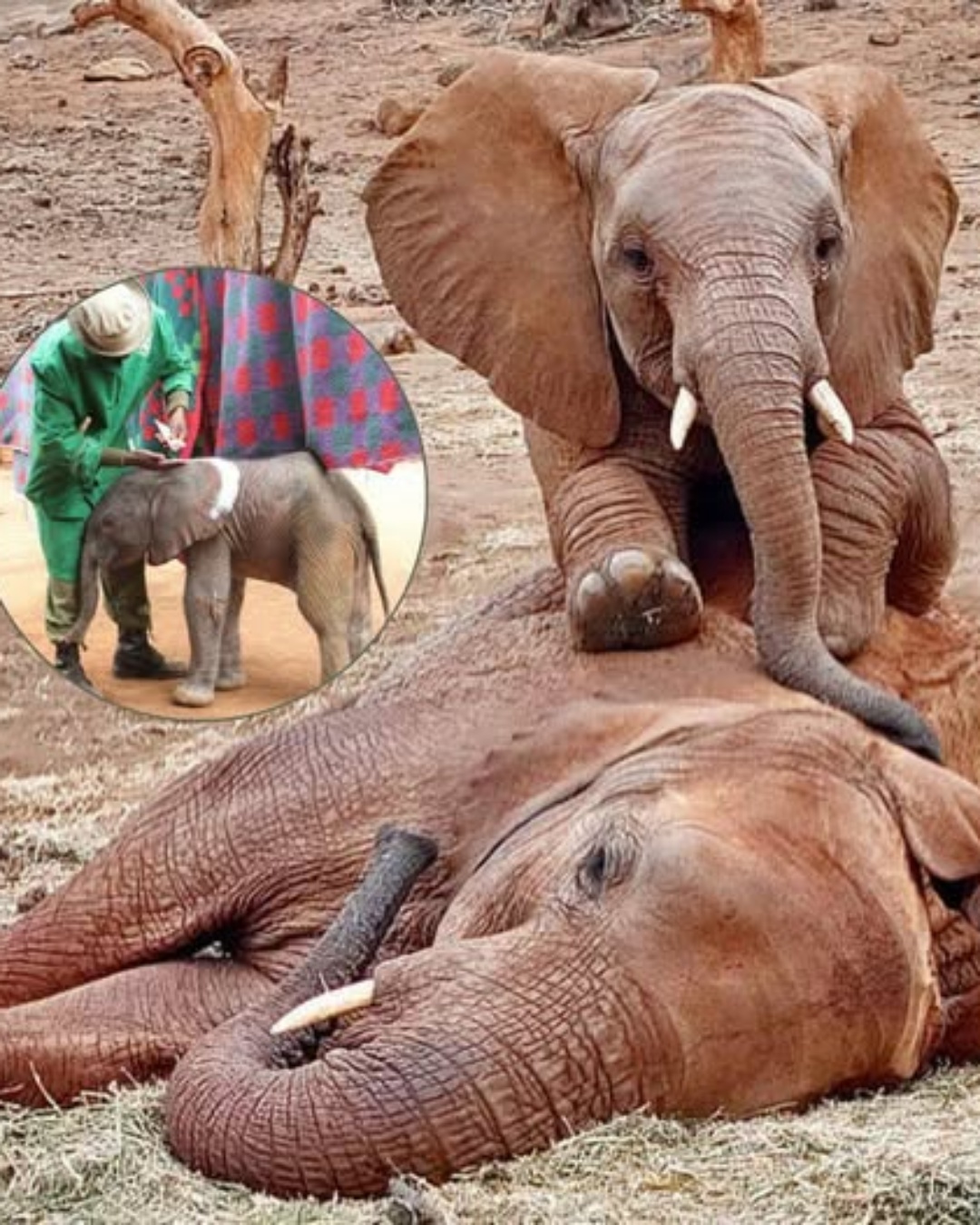 The Day Compassion Walked on Two Legs to Save a Life on Four.