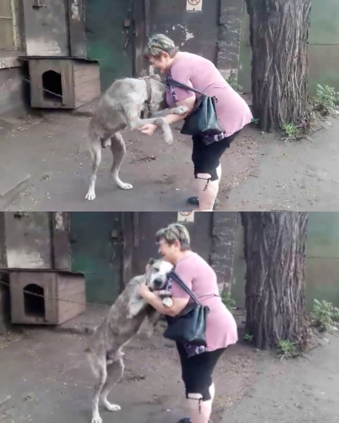 Lost and Found: How a Stray’s Sad Eyes Led Him Home Again.