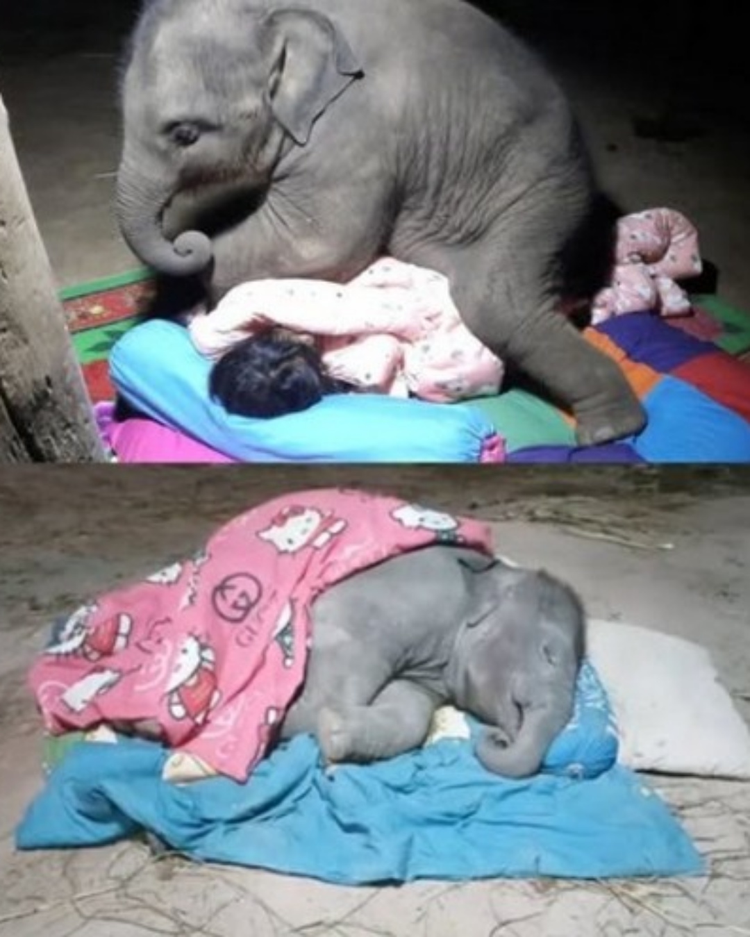 The Heartbeat That Saved an Orphaned Elephant.