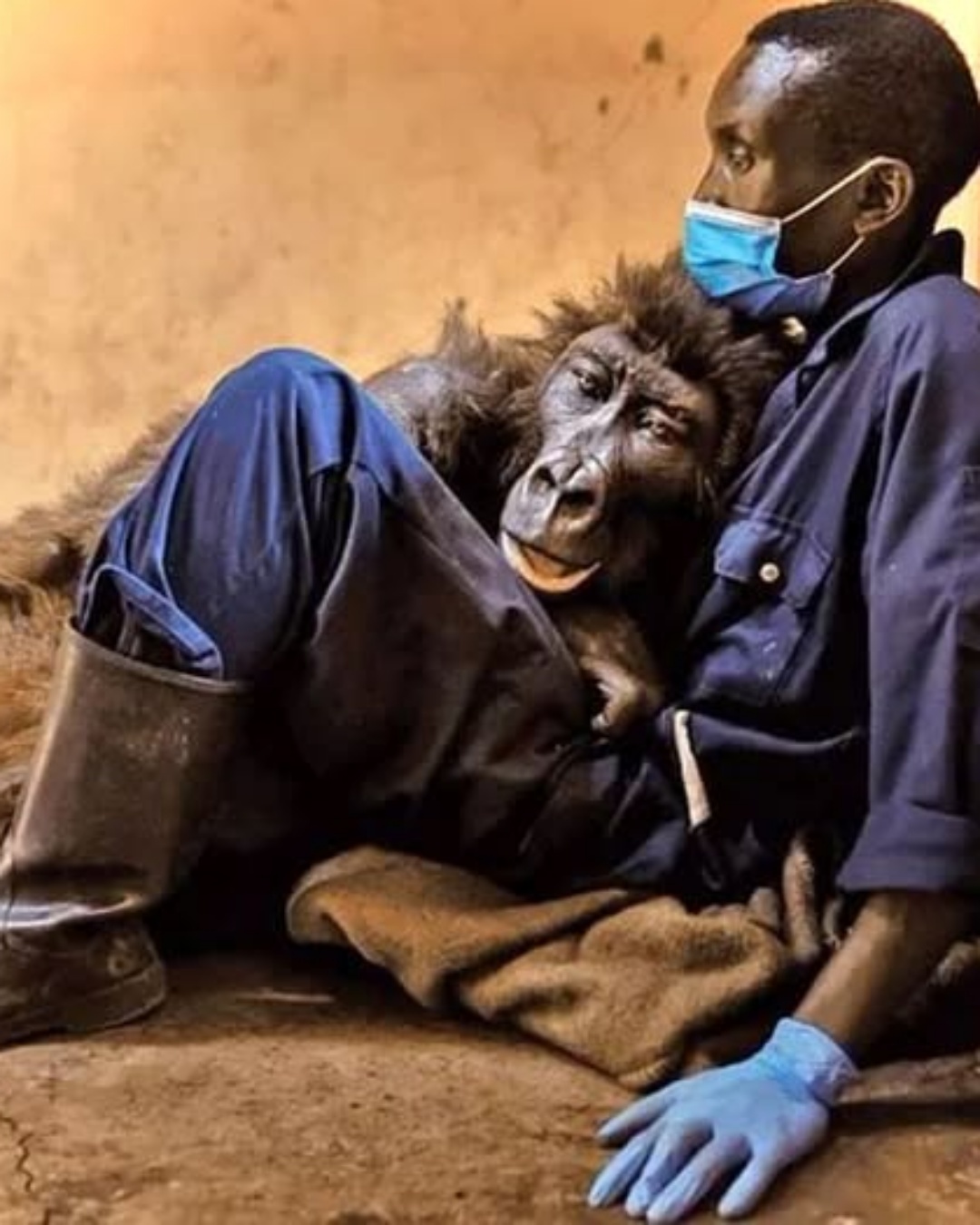 The Last Embrace: A Gorilla’s Final Goodbye to Her Rescuer.2641