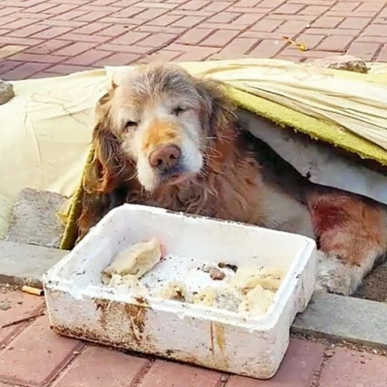 Golden Retriever’s Heartwarming Final Year: A Tale of Rescue, Love, and Compassion