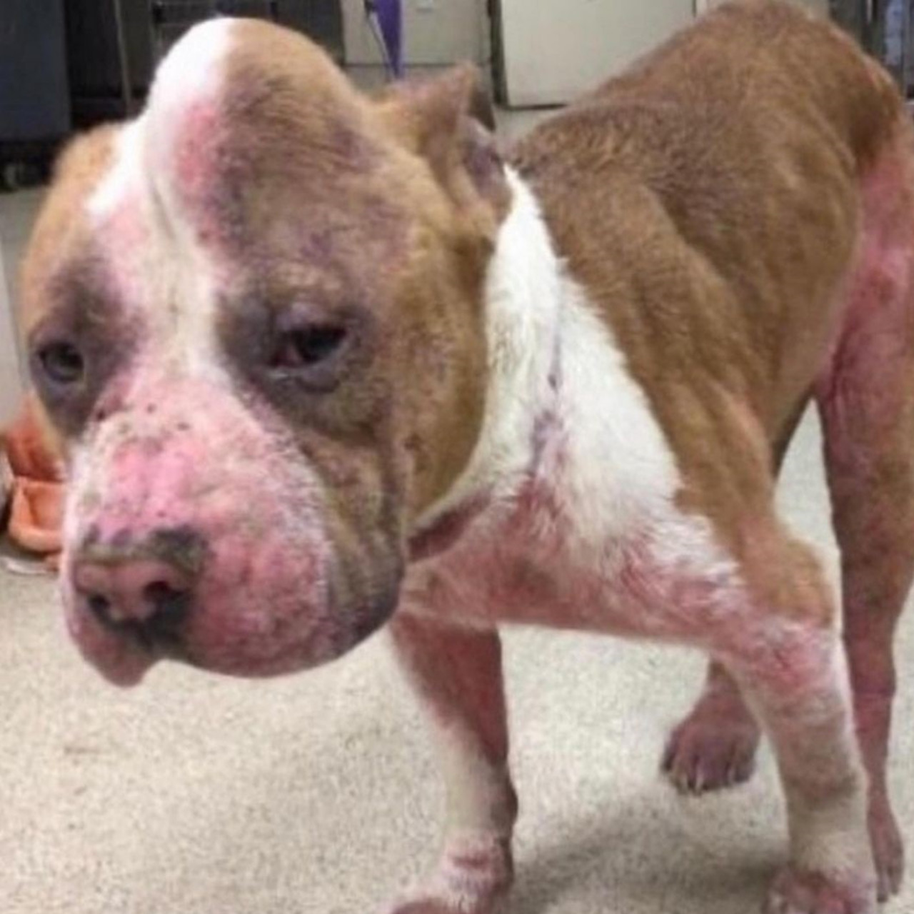 Strawberry the ‘Unicorn Dog’ Finds Forever Home and Becomes Local Celebrity