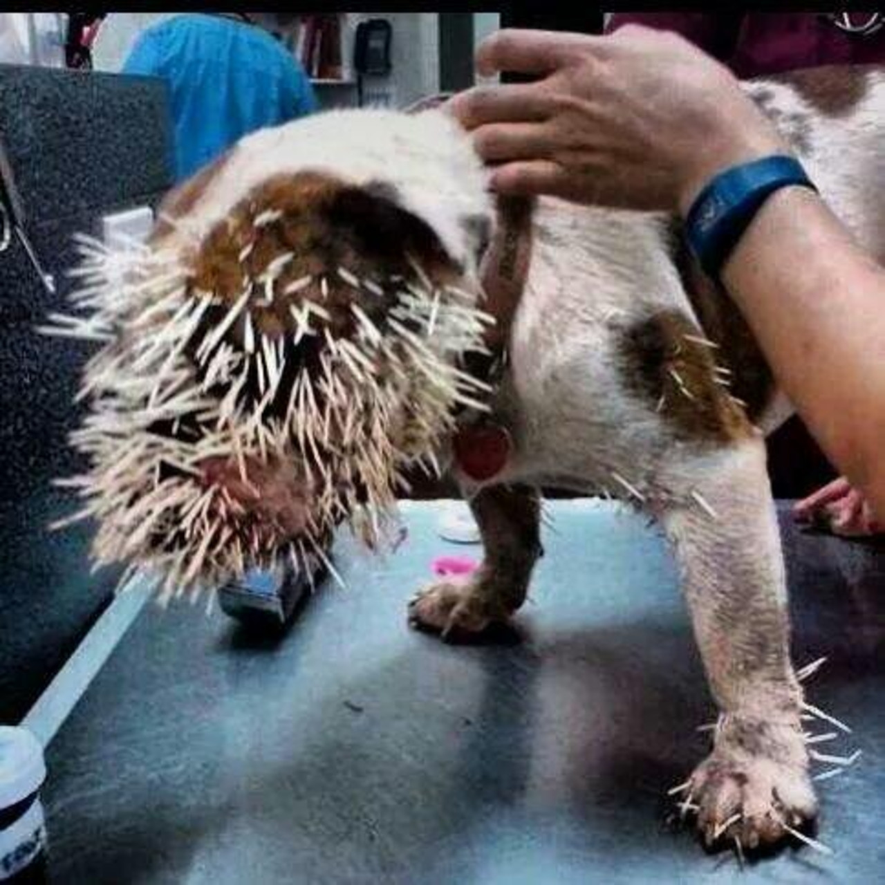 Brave Dog Survives Hedgehog Attack, Inspires Hope and Compassion in Onlookers